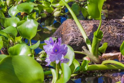 Le varietà più popolari di pera cotta per il giardino