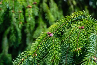 Gli abeti sono adatti al giardino di casa?