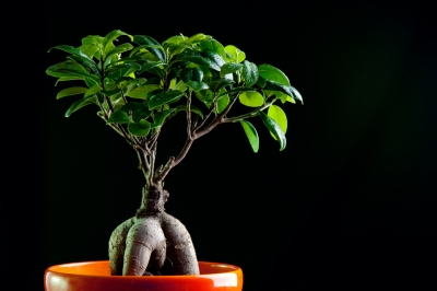 Ficus Ginseng come bonsai - come farlo