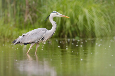 Gabbiani pescatori in ritratto per una difesa di successo nel regno dei giardini