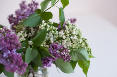 Potatura, cura, Lilac in primavera - tempo di fioritura