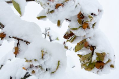 Quale altezza di crescita possono raggiungere i lillà?