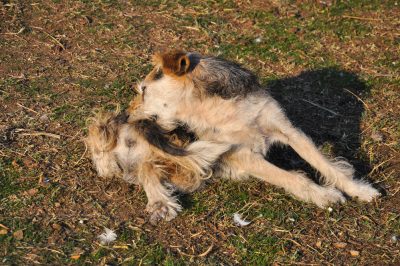 Le pulci in giardino - come combattere il parassita