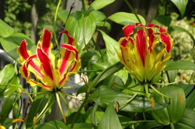Lotta alle pulci in giardino - come fare