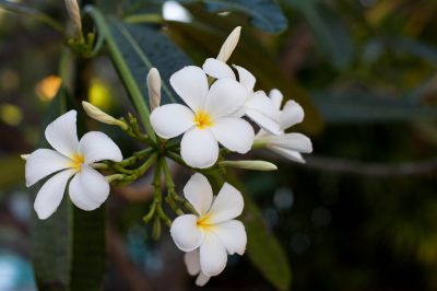 Evitare gli errori nella coltivazione del frangipani