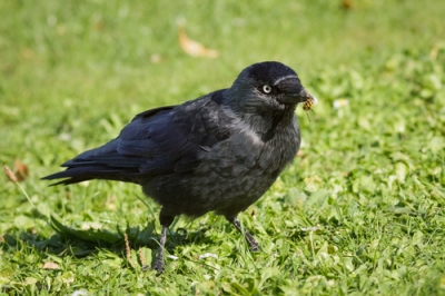 A quali uccelli piace mangiare le vespe?