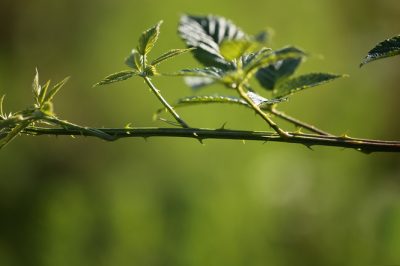 Quando posso piantare il mio cold frame? al programma