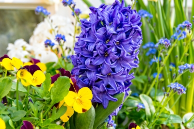 Fiorenti primaverili per la scatola del balcone