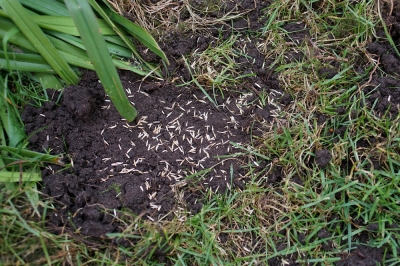 Migliorare un terreno da giardino di bassa qualità per principianti