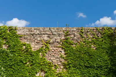 Grandi consigli su come abbellire un muro del giardino