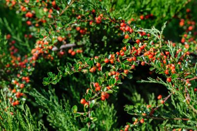 Lastre da giardino - Una piccola guida all'acquisto