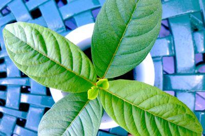 Vaglio da giardino - Una piccola guida all'acquisto