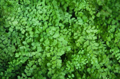 L'acqua in movimento - il laghetto da giardino con un ruscello