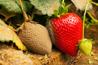 Quale superficie è adatta ai sentieri del giardino?