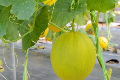Quanto dovrebbe essere largo il mio nuovo sentiero da giardino?