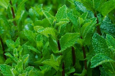 Questi attrezzi da giardino ti servono davvero - Lista dalla A alla Z