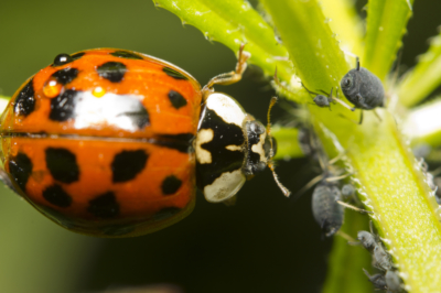 Quale copertura è adatta all'orto?