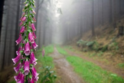 Quale terreno è quello giusto per l'orto?