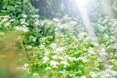 Essiccazione delle verdure - conservazione senza conservanti