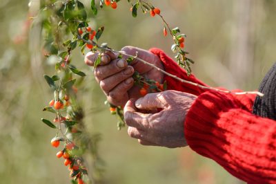 L'alloro speziato che sverna - Quando è resistente?