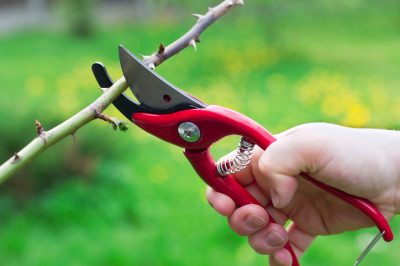 La ginestra è resistente?