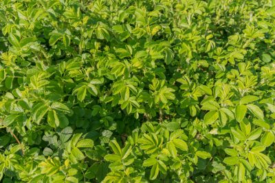 Lucky Chestnut: Caratteristiche e Cura