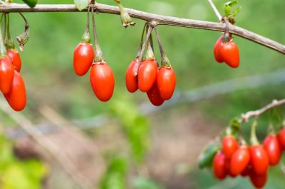 La giusta cura per la bacca di goji in giardino