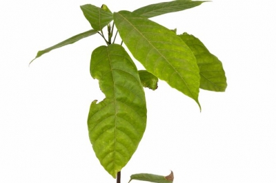 Le bacche di Goji si coltivano da sole - resistenti all'esterno?