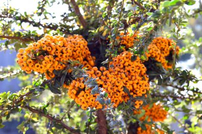 Bacche di goji semplici da essiccare e da gustare tutto l'anno