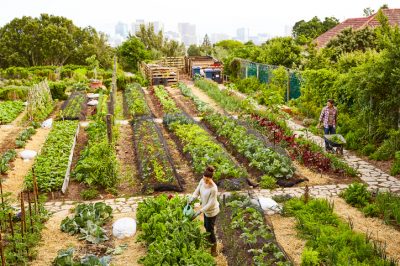 La cimice grigia del giardino: parassita o insetto benefico?