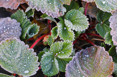 Appendere le fragole durante l'inverno - istruzioni per cesti e cassette appese