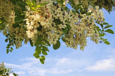 Giardini pensili allora e oggi - Mondi e idee meravigliose