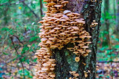 L'Halli Mash in giardino può essere pericoloso non solo per gli alberi da frutto