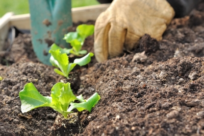 Hand Garden Tiller Test 2021: I migliori modelli a confronto