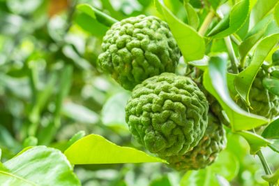 La piralide delle nocciole - scheda informativa per il controllo biologico