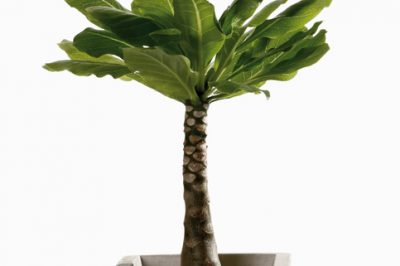 Le specie più conosciute di Haworthia