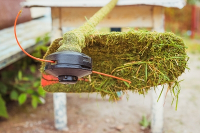 Magia sul recinto del giardino - i fiori bianchi rendono la tua siepe un eye-catcher