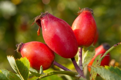 La rosa canina è velenosa?