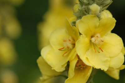 La cura ottimale per il giardino delle erbe
