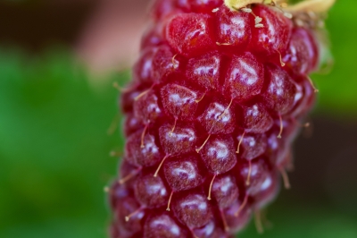 Queste varietà di lamponi sono adatte al giardino di casa