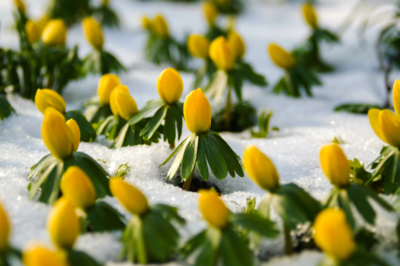 Leggenda a bassa manutenzione con fiori colorati