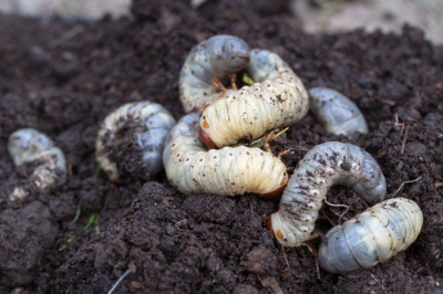 Le migliori specie e varietà di ortaggi per i letti rialzati