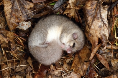Quale pellicola dovresti usare per il tuo letto rialzato?