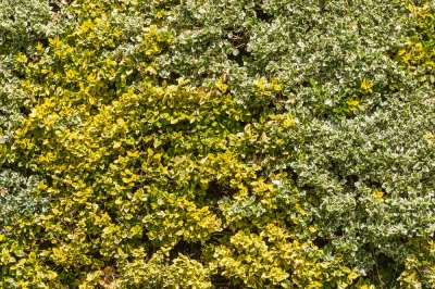 L'artemisia contro le alghe - un forte avversario senza effetti collaterali