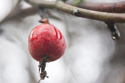 Le più belle piante perenni per un letto rialzato