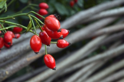 Le bacche della rosa canina sono commestibili?