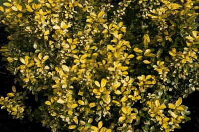 Come e con cosa?, Fecondazione di Ilex crenata - Quando