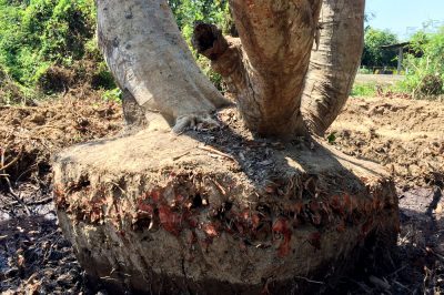 10 alberi sempreverdi per il giardino