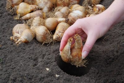 Jiaogulan - fertilizza solo naturalmente per il puro divertimento!