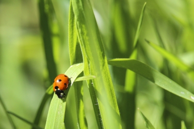 Prevenire e controllare, Lo scarabeo di giugno - Riconoscere